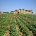 Cultivation of Wormwood and Other herbs