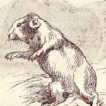 Thujone and absinthe : introduction